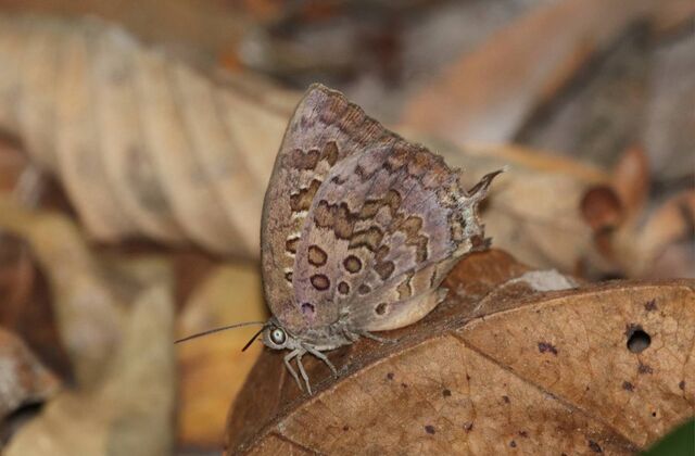 Arhopala amantes amatrix