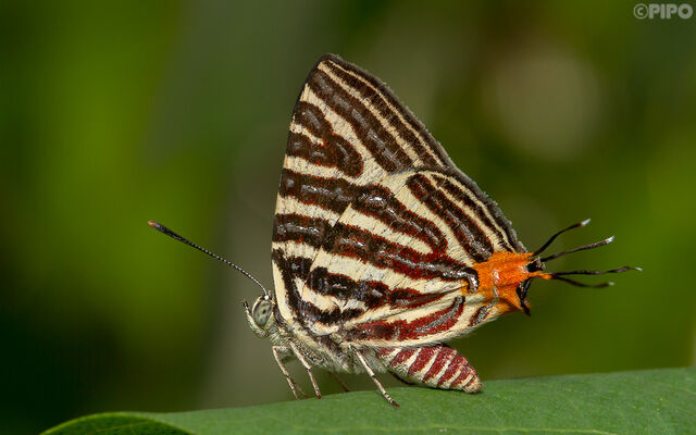 Spindasis lohita himalayanus
