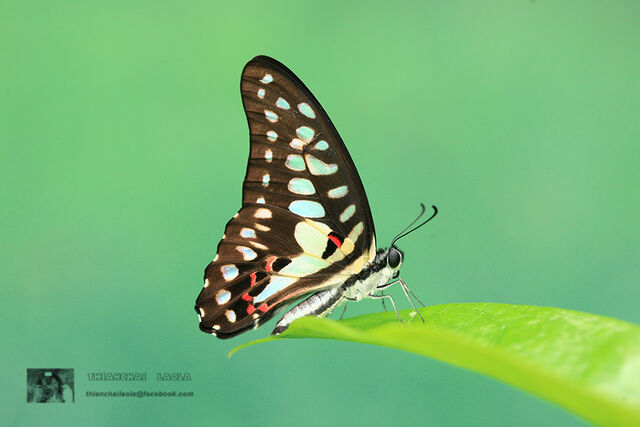 Graphium doson actor