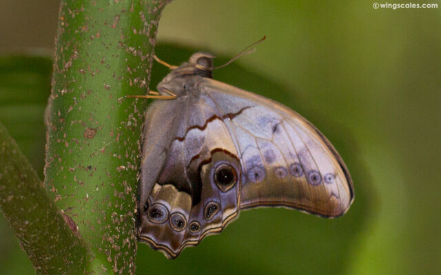 Lethe chandica namura