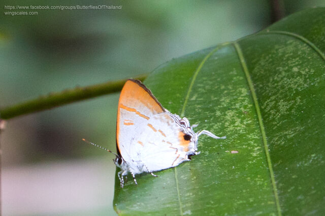 Hypolycaena thecloides thecloides