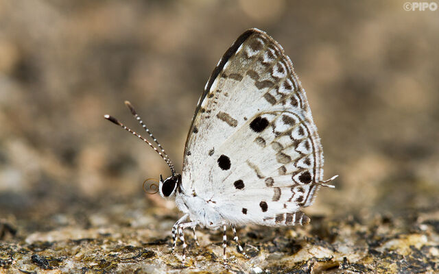 Megisba malaya sikkima