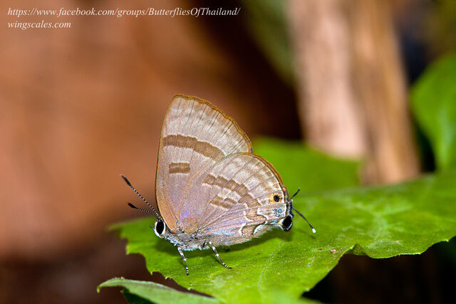 Rapala varuna orseis