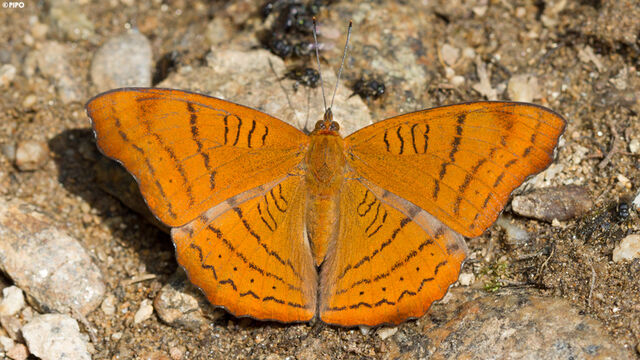 Pseudergolis wedah wedah