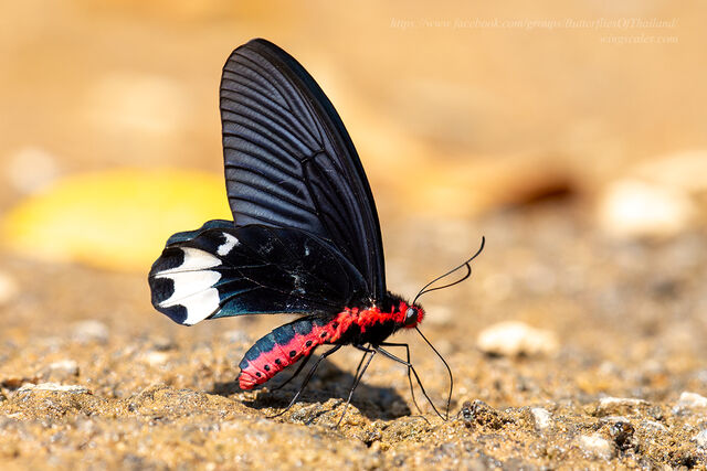 Atrophaneura astorion zaleucus