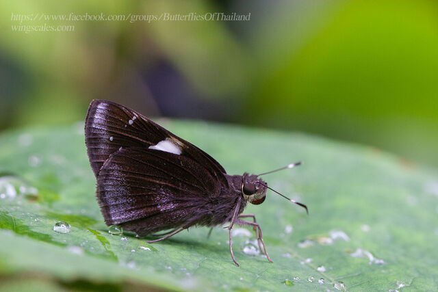 Ancistroides feisthamelii alysos