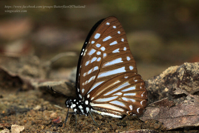 Graphium ramaceus inayoshii