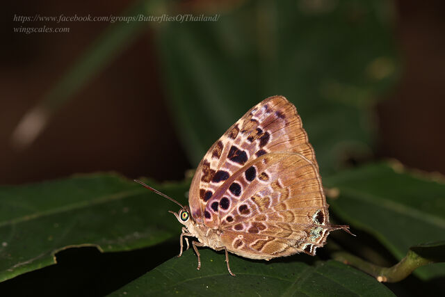Arhopala anthelus anthea