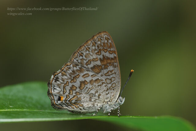 Poritia erycinoides elsiei