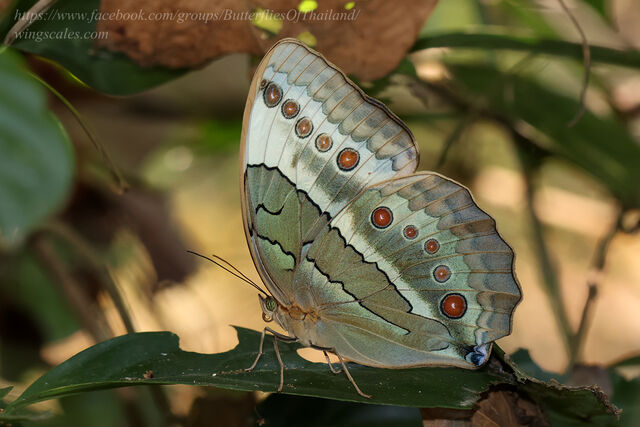 Stichophthalma mathilda siamensis
