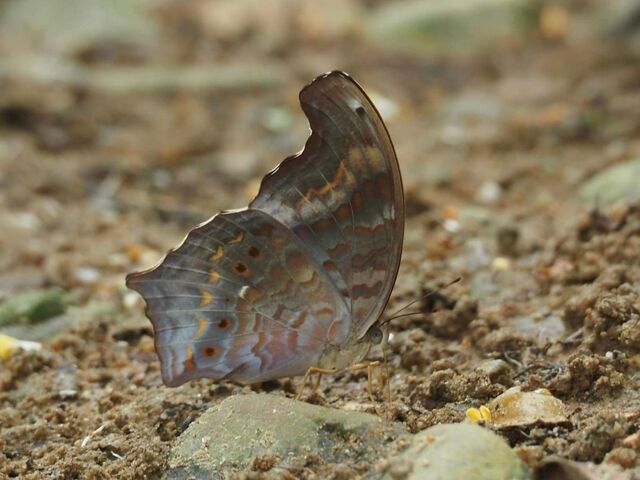 Terinos clarissa lioneli