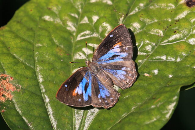 Poritia hewitsoni tavoyana