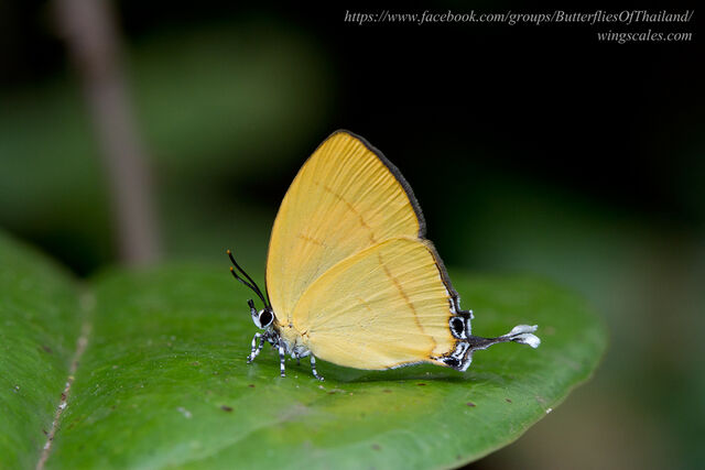 Yasoda androconifera
