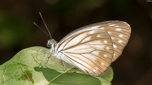 Pareronia anais anais