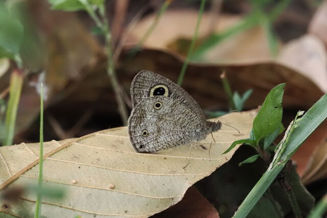 Ypthima watsoni watsoni