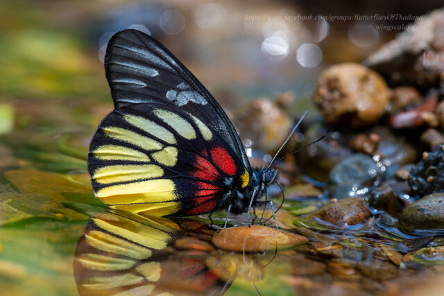 Delias acalis pyramus