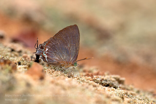 Remelana jangala ravata