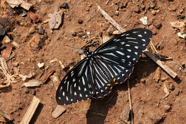 Papilio clytia clytia