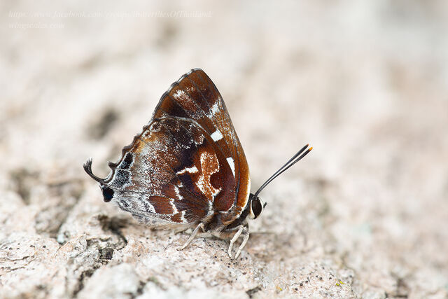 Iraota timoleon timoleon