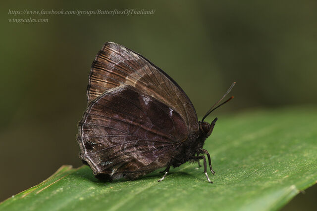 Flos anniella yunnanensis
