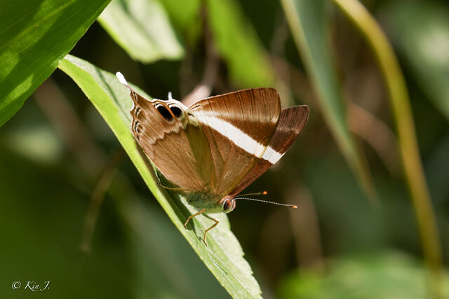 Archigenes neophron gratius