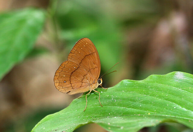 Faunis gracilis gracilis