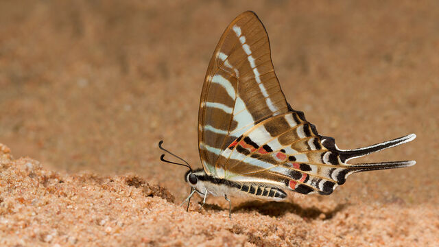 Graphium aristeus hermocrates