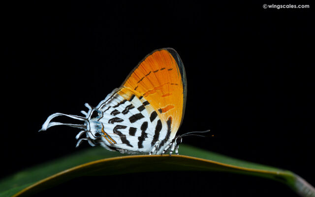 Drupadia ravindra moorei