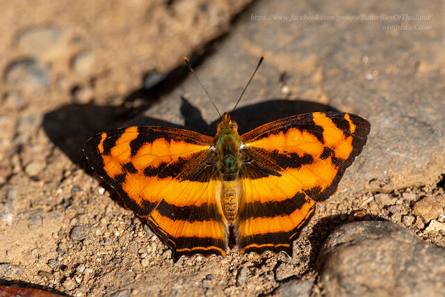 Symbrenthia lilaea lilaea