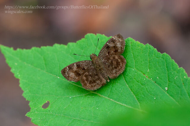 Sarangesa dasahara dasahara