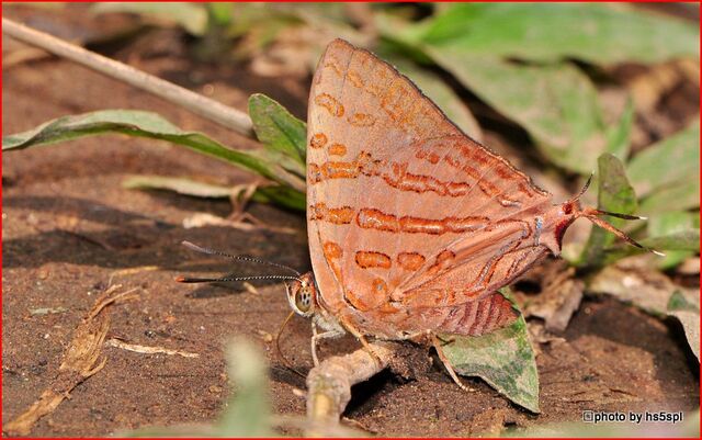 Spindasis evansii ayuthia