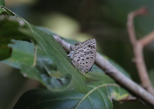 Arhopala alitaeus mirabella