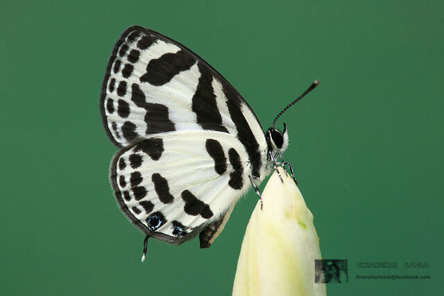 Discolampa ethion ethion