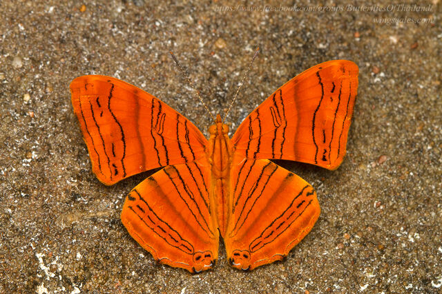 Chersonesia intermedia rahrioides