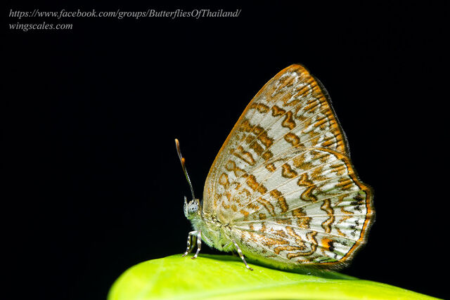 Poritia hewitsoni tavoyana
