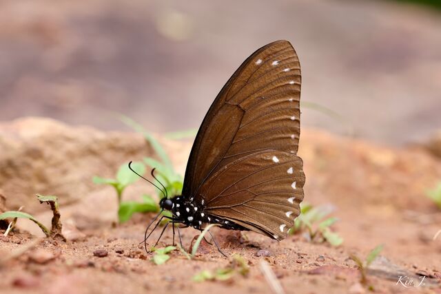 Papilio paradoxa telearchus