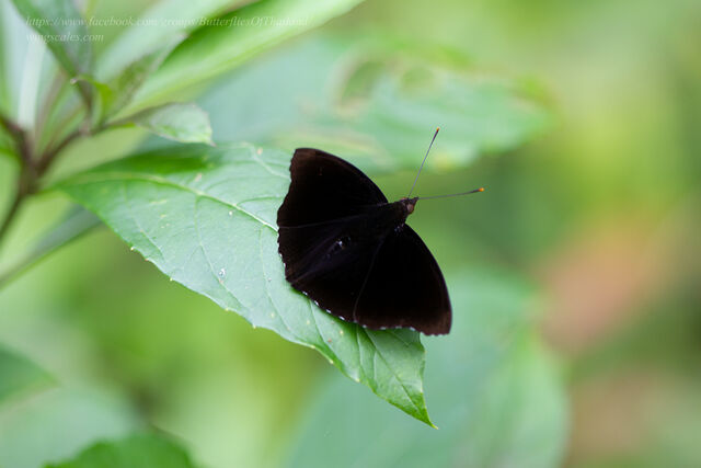 Rohana parisatis pseudosiamensis