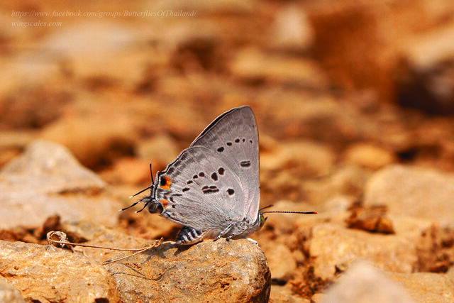 Ancema ctesia ctesia