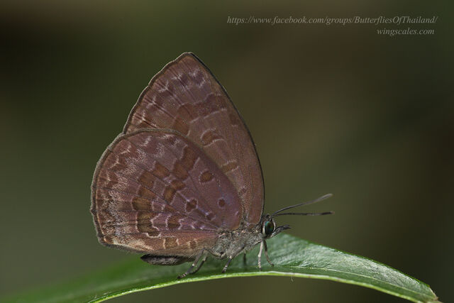 Arhopala arvina aboe