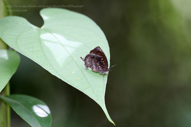 Mahathala ariadeva burmana