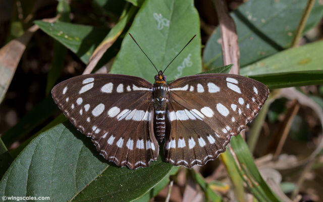 Athyma perius perius