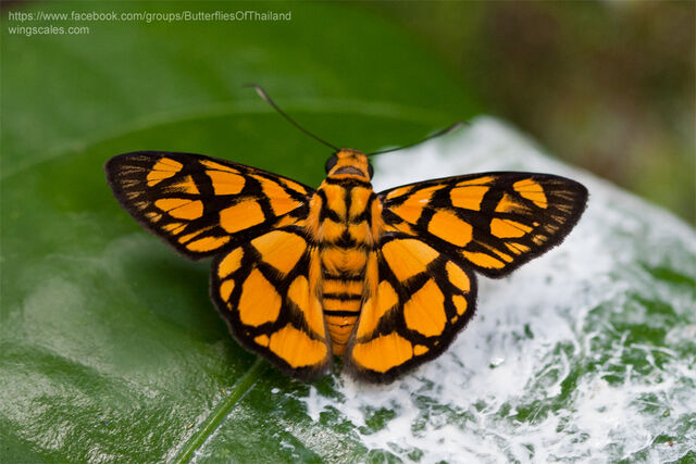 Odina hieroglyphica ortina