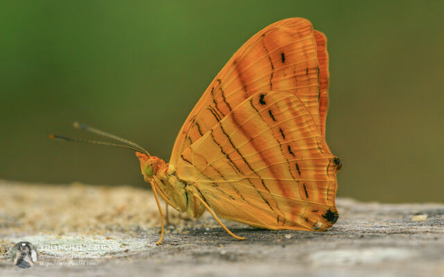 Chersonesia intermedia rahrioides