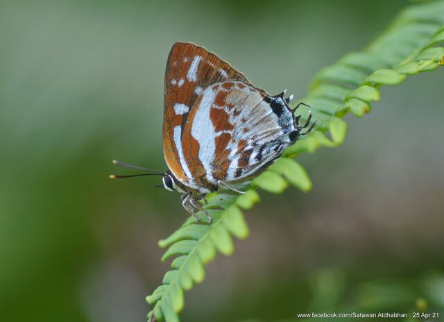 Iraota rochana boswelliana
