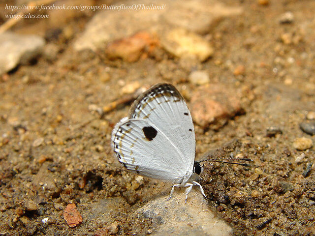 Pithecops corvus corvus