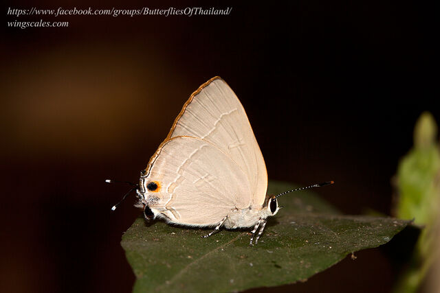 Rapala iarbus iarbus