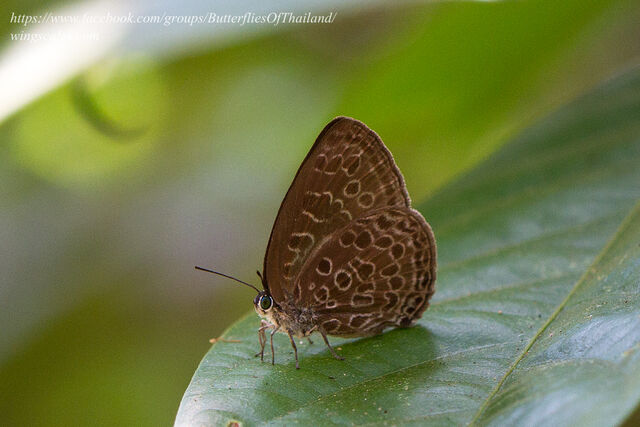 Arhopala belphoebe belphoebe