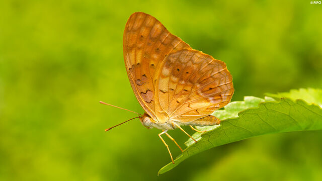 Phalanta phalantha phalantha