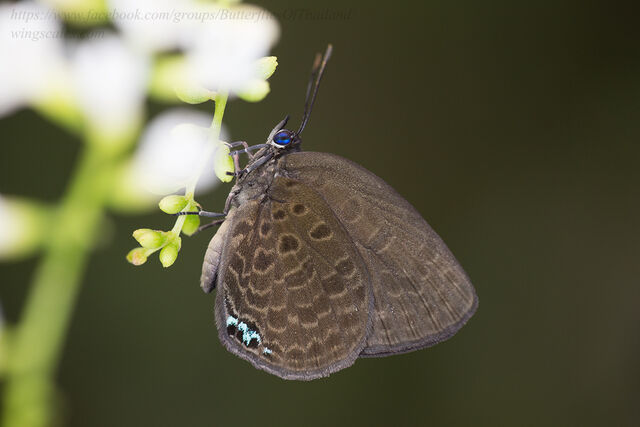 Arhopala moorei busa