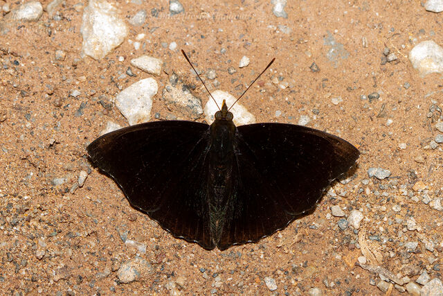 Rohana parisatis pseudosiamensis